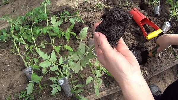 Верный способ посадки томатов, которому меня научил сосед по даче