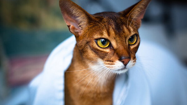 Какие кошки не боятся воды: 7 пород, которых можно смело купать