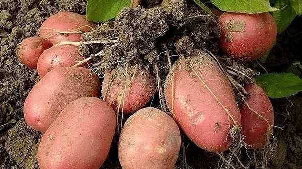 Как обновить сорт картофеля: 5 способов