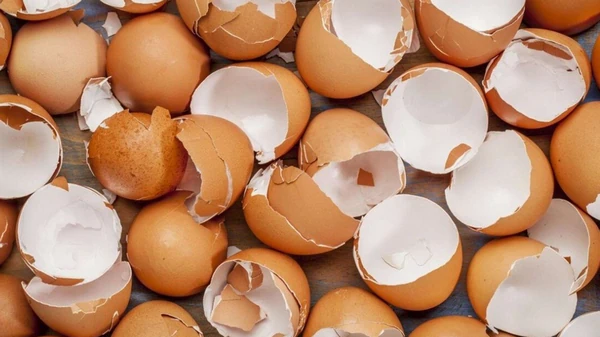 Не выбрасывай яичную скорлупу