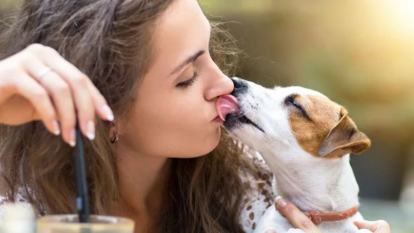 Так вот почему собаки облизывают своих хозяев