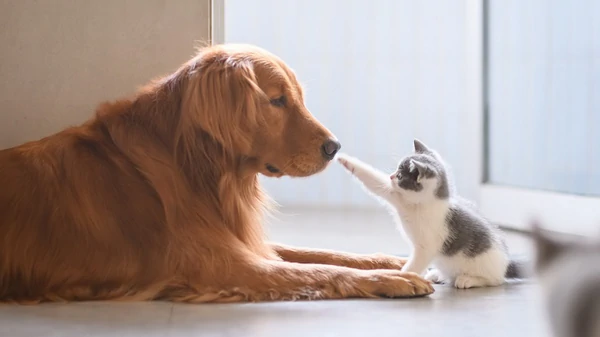 Врач развенчала основной миф о котах и беременности