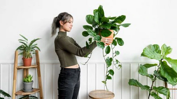 Это комнатное растение признали лучшим для дома: чистит воздух и непри...