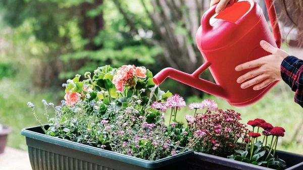 Как избавиться от белых жучков в цветах: лайфхак для садоводов