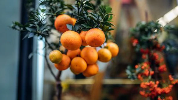 Как вырастить мандарин на подоконнике: полезные советы