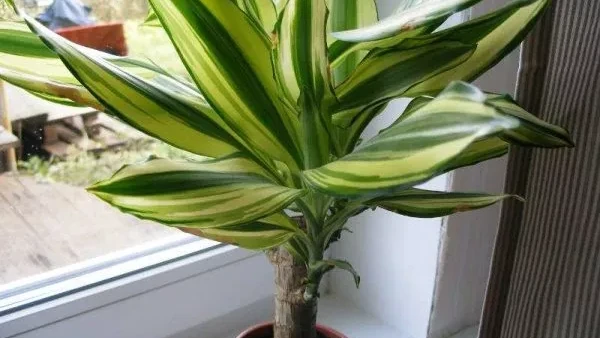 Можно ли держать в квартире драцену: опасные свойства цветка