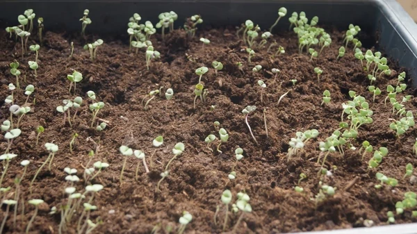 Как оживить просроченные и старые семена, чтобы они точно взошли