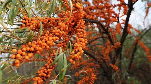 Польза облепихи?