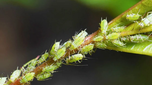 Как избавиться от тли народными средствами: 5 эффективных методов