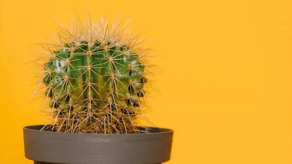 Как пересаживать кактусы и не уколоться: правила и рекомендации