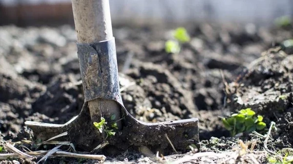 Лопату не вгонишь: что делать, если очень твердая земля на огороде