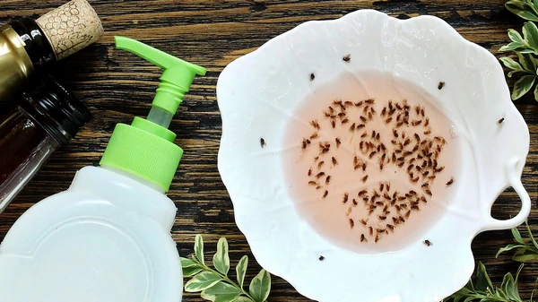 Избавитесь раз и навсегда: лучшее народное средство от мошек дома