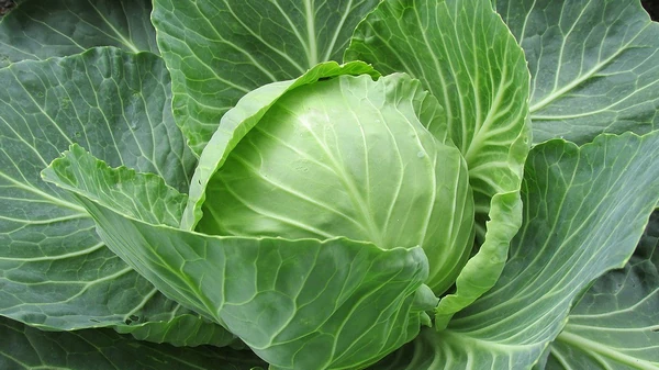 5 натуральных средств, которые уничтожат любого вредителя на капусте: ...