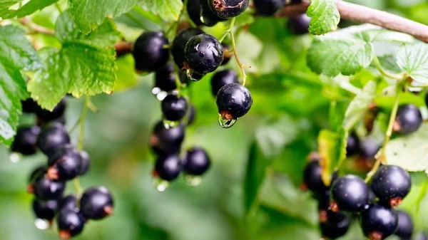 Урожай на зависть соседям: чем лучше всего подкормить черную смородину