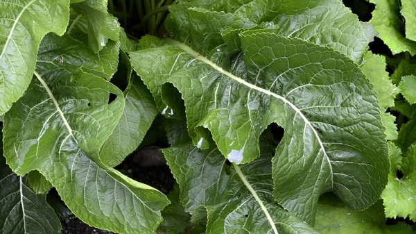 Если на огороде разросся хрен: как вывести надоедливый сорняк