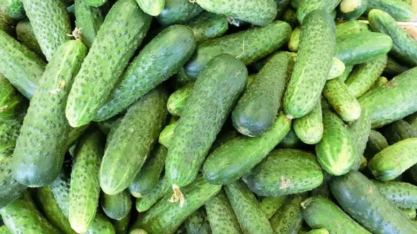 Огурцы не желтеют и растут, как бешеные: эта простая подкормка увеличит уро...