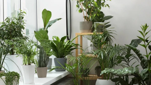 Какие комнатные растения можно выносить на улицу, и когда это делать