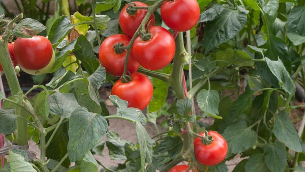 Не вздумайте выбрасывать: как использовать ботву помидор для удобрения...