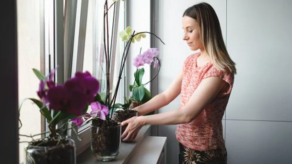 Что делать с корнями орхидеи, которые торчат из горшка