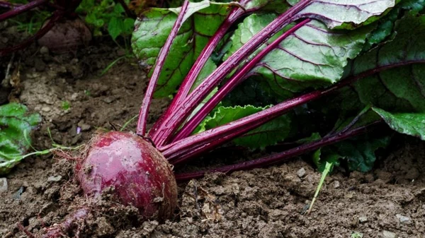 Чем подкормить свеклу в июле-августе для хорошего урожая: вы точно это...