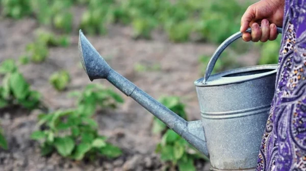 Полейте эти растения молоком: урожай будете собирать ящиками