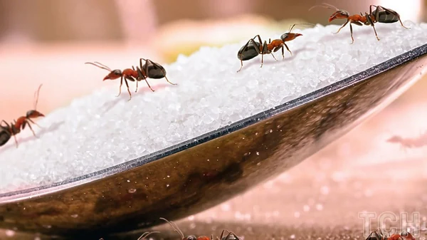Как отпугнуть муравьев: очень простое и дешевое средство