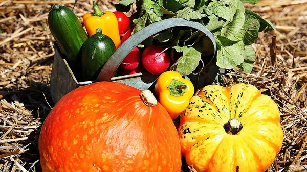 Лунный посевной календарь на август 2023: что и когда делать на огород...