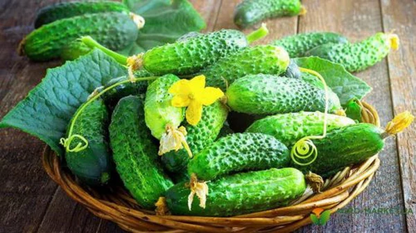 Всего 3 ложки и результату позавидуют соседи: чем поливать огурцы для ...