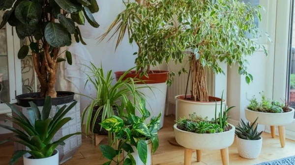 Будут радовать глаз: хозяюшки дали совет, как часто нужно поливать цве...