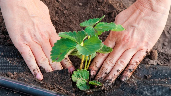 Когда рассаживать клубнику?
