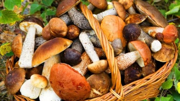 Эти секреты знают не все: как правильно чистить разные виды грибов