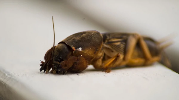 Осень — идеальное для этого время: как избавиться от медведки раз и на...