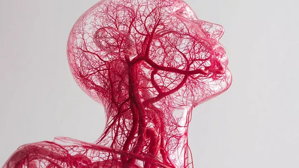 Как сохранить здоровье артерий до старости?