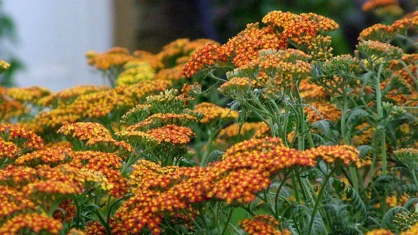 Посадите эти цветы и сорняков на участке не станет