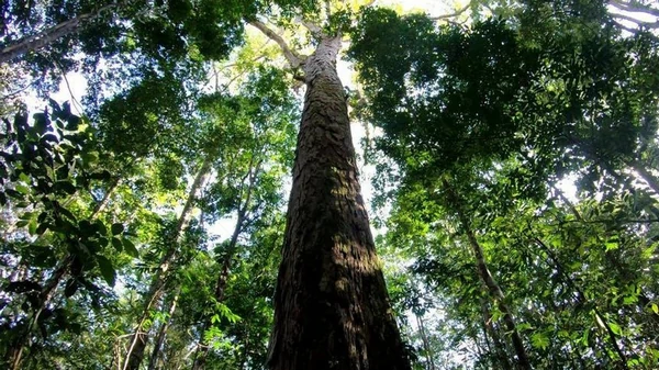 Почему местонахождение самого высокого дерева на Земле тайна