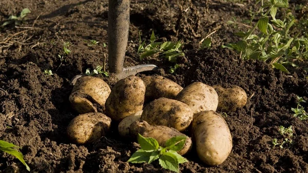 В ноябре разбросайте это на картофельные грядки: в следующем году карт...