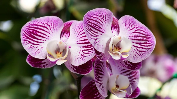 Никогда не делайте этого с орхидеями зимой, иначе они погибнут