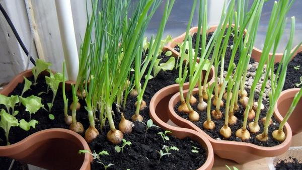Мини-огород в квартире: овощи и травы, которые можно выращивать на подоконнике