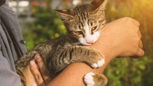 10 способов, с помощью которых кошка выражает свою любовь к вам. Не многие знают об этом