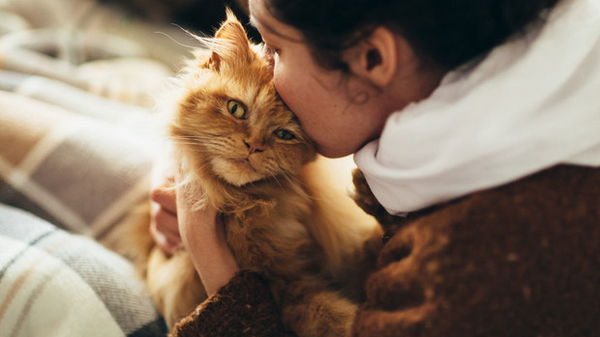 25 доказательств, что ваш кот вас любит