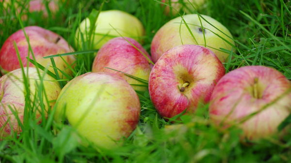 Как вывести пятна яблок
