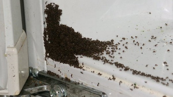 Как вывести муравьев из дома?
