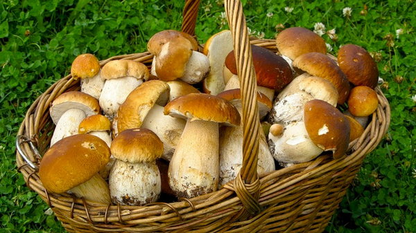 Заметка грибникам — как правильно чистить грибы