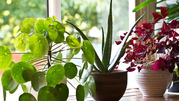 Комнатные растения для семейного счастья и благополучия