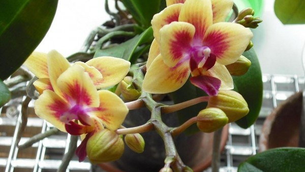 Как заставить цвести орхидею? Есть один верный способ!