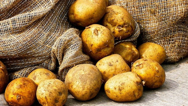 Как правильно выбрать молодой картофель?
