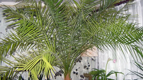 Финиковая пальма из косточки и как ее вырастить в домашних условиях