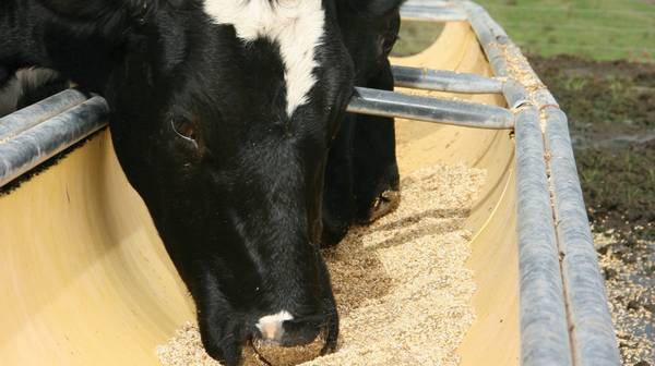 Оборудование для профилактики кетоза у коров