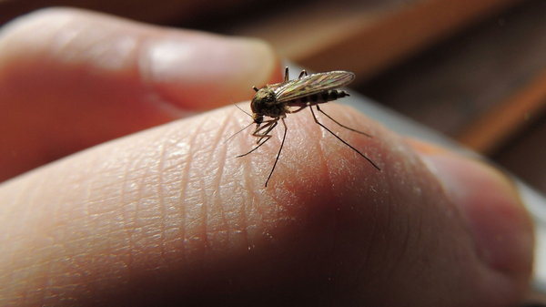 Вот почему одних людей комары кусают больше, чем других