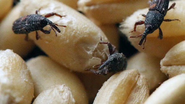 Жучки в крупе – как избавиться от насекомых
